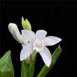 Орхидея - Orchidáceae